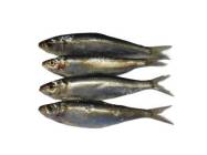 FRESH@1 500g SARDINES SMALL